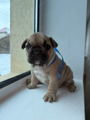 Vând buldog francez fetita si baietel - imagine 2