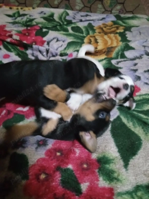 de vanzare 2 baieti si o fetita ;sunt nascuti la 1 ianuarie - imagine 2