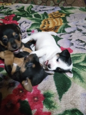 de vanzare 2 baieti si o fetita ;sunt nascuti la 1 ianuarie - imagine 4