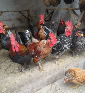 Perche gaini americane - imagine 2