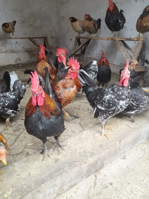 Perche gaini americane