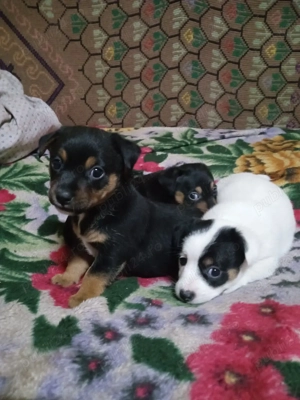 de vanzare 2 baieti si o fetita ;sunt nascuti la 1 ianuarie - imagine 5