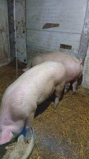 purcei foarte frumoși  - imagine 2