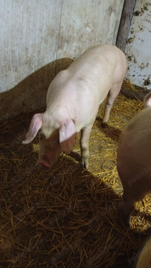 purcei foarte frumoși 