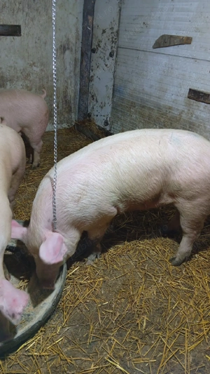 purcei foarte frumoși  - imagine 3