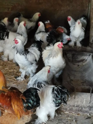 Vând cocoși brahma incepand de la 150lei bucata 