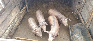 Porci de vânzare județul Botoșani  - imagine 2