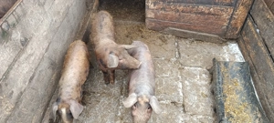 Porci de vânzare județul Botoșani  - imagine 4