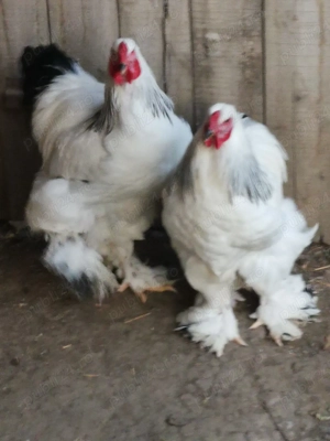 Vând cocoși brahma incepand de la 150lei bucata  - imagine 2