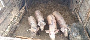 Porci de vânzare județul Botoșani  - imagine 3