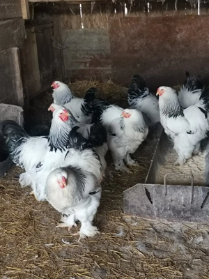 Vând cocoși brahma incepand de la 150lei bucata  - imagine 4