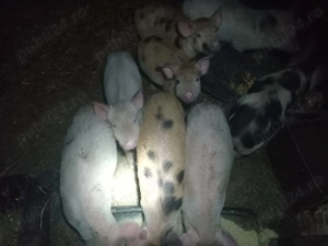 Porci de vanzare - imagine 2