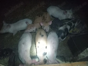 Porci de vanzare - imagine 3