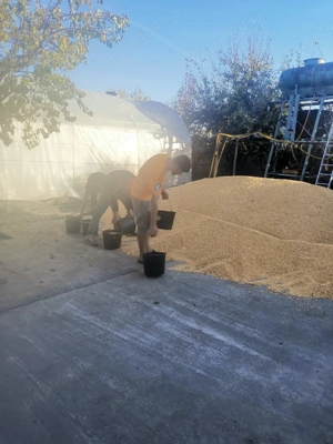 Porumb de vânzare 1,30kg 