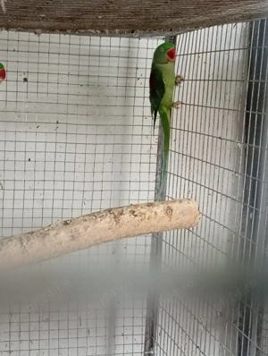 papagali marele Alexander 