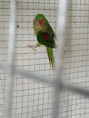 papagali marele Alexander  - imagine 3