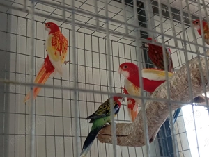 papagali rosella  - imagine 2