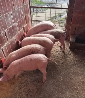 vand purcei  - imagine 2