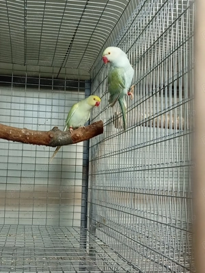 papagali micul Alexandru  - imagine 2