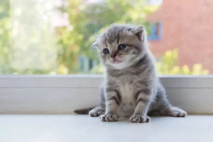 Scottish Fold 