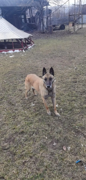 de vânzare mascul malinois