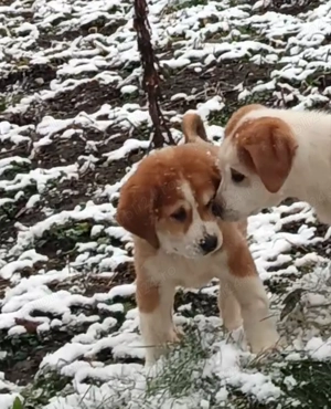 Ciobanesc asia centrala  - imagine 2