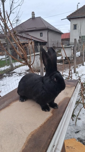 Iepuri de vanzare urias german  - imagine 2