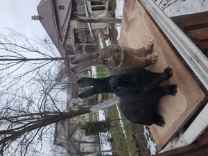 Iepuri de vanzare urias german 