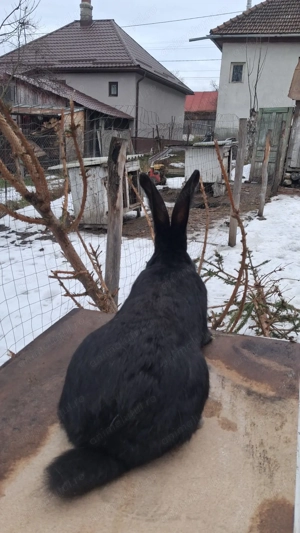 Iepuri de vanzare urias german  - imagine 4