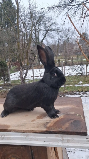 Iepuri de vanzare urias german  - imagine 3