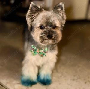 Tuns catei bragadiru - imagine 3