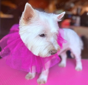 Tuns catei bragadiru - imagine 5