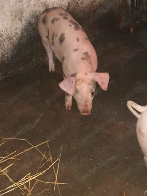 Vând purcei de rasa - imagine 3