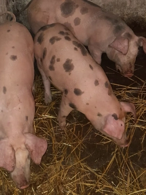 Vând purcei de rasa - imagine 5