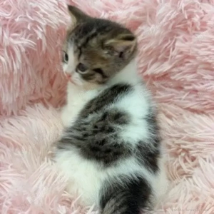 Siberiană de Pădure  - imagine 2