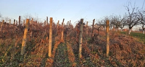 teren intravilan TRIFEȘTI  - imagine 4