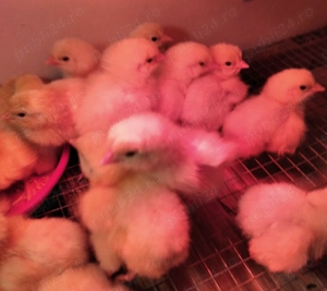 10 puisori La Bresse - imagine 4