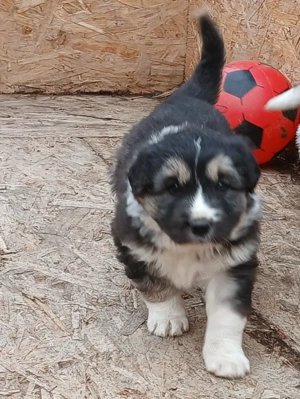 Ciobănesc de bucovina  - imagine 3