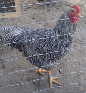 8 pui Plymouth Rock Barat - imagine 5