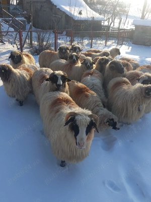 Oi de vanzare  - imagine 3