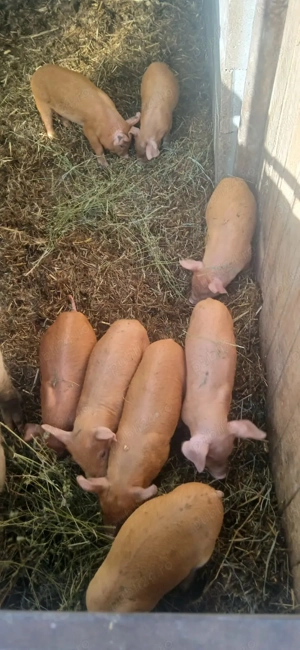 Vand purcei delati la telefon  