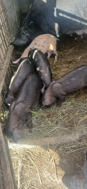 Vand porci detali la telefon  