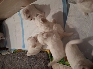 Bison catel baiat vacinat - imagine 2