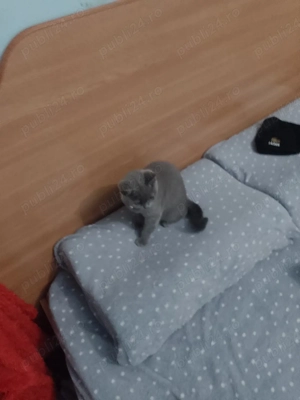 pisicuta cauta familie noua