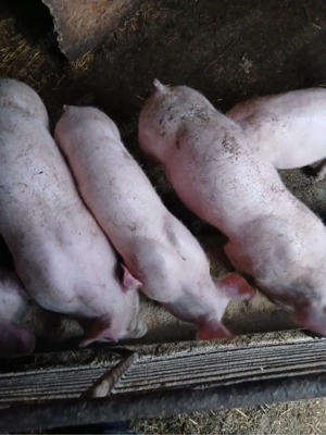 Purcei de vânzare 25 - 30 kg - imagine 3