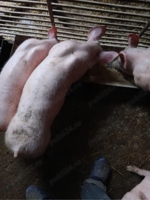 Purcei de vânzare 25 - 30 kg - imagine 2