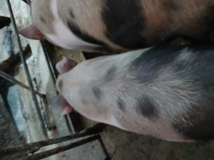 Purcei pietrain de vanzare - imagine 4