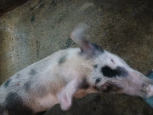 Purcei pietrain de vanzare - imagine 5