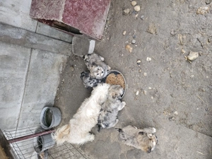 Vand Bichoni Havenezi 