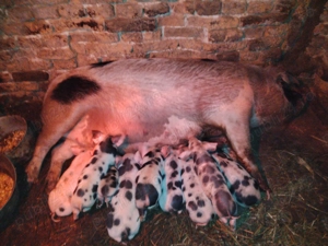 Vând scroafă cu 8 purcei 